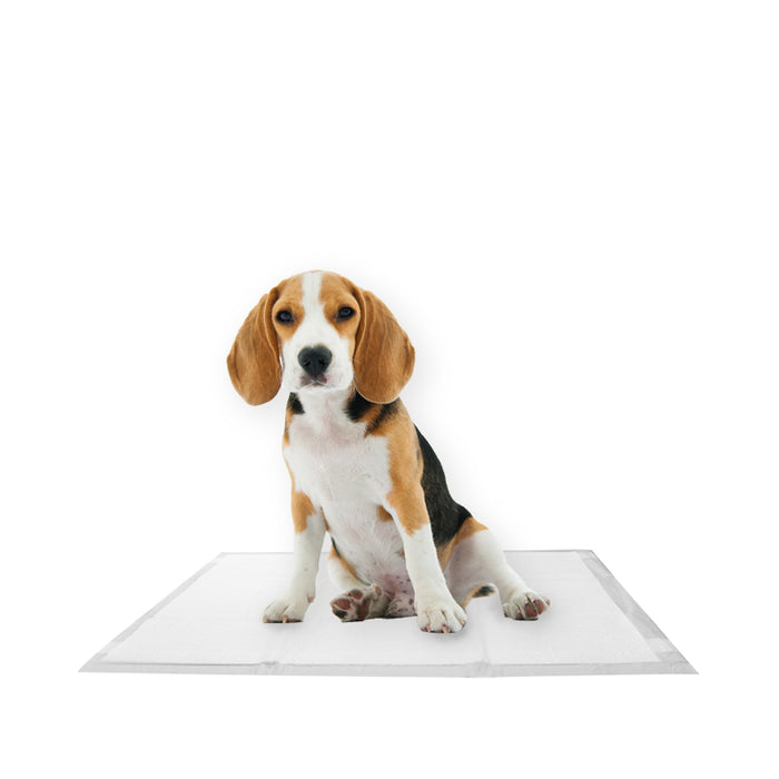 50 hygienic mats for pets available in boxes of 5 packs of 10 pieces and measuring 60x90 cm 